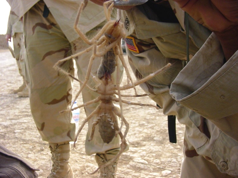 camel_spider.jpg